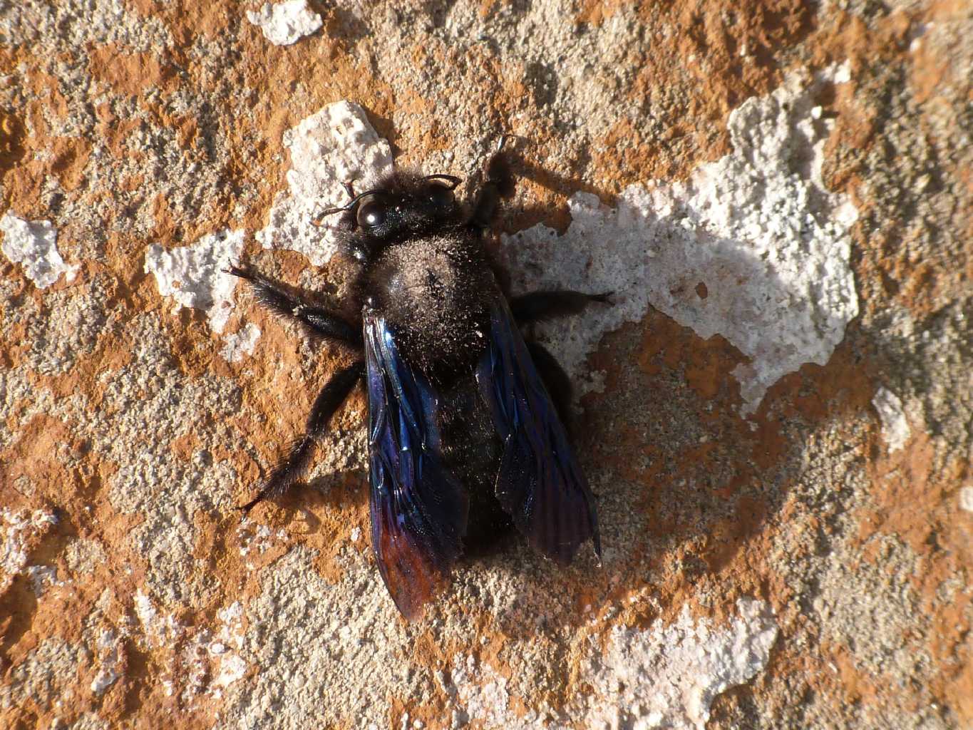Xylocopa violacea che prende il sole